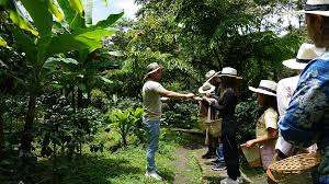 Coffee Farm Full-Day Tour from Bogotá photo 5