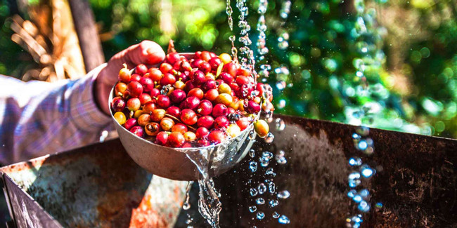Coffee Farm Full-Day Tour from Bogotá photo