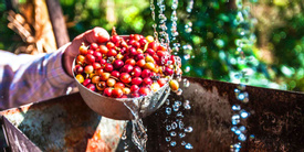 Coffee Farm Fullday Tour