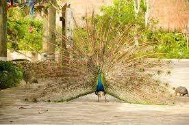 Colombian National Aviary photo 5