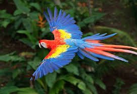 Colombian National Aviary photo 4