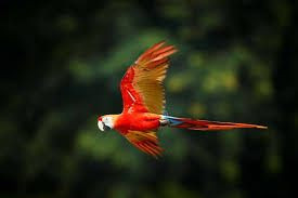 Colombian National Aviary photo 3