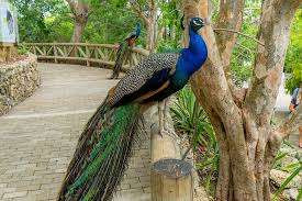Colombian National Aviary photo