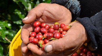 Coffee tasting experience photo 4