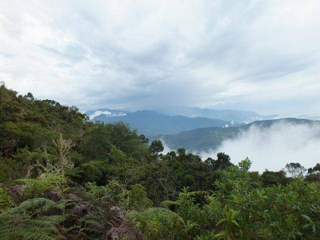 Tayrona and the Sierra Nevada: Birds and Sea photo