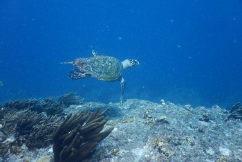 Tayrona Snorkeling Tour photo 5