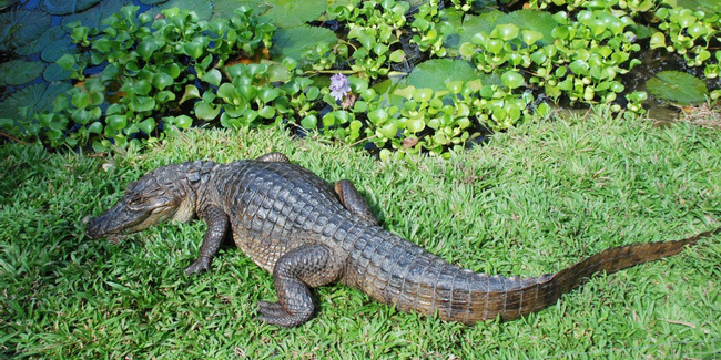 Costa Rica Image