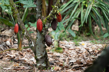 Don Juan Tours Arenal Night Walk and Chocolate Tour - Regular Tour photo 2
