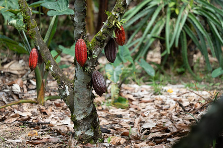 Don Juan Tours Arenal Night Walk and Chocolate Tour - Regular Tour photo 2