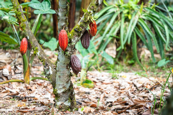 Don Juan Tours Arenal Night Walk and Chocolate Tour - Regular Tour photo 4