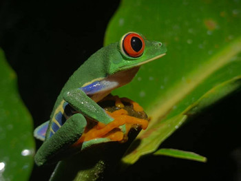 Don Juan Tours Arenal Night Walk and Chocolate Tour - Regular Tour photo 5