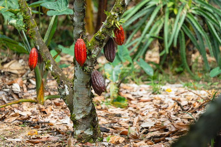 Don Juan Tours Arenal Night Walk and Chocolate Tour - Regular Tour photo 3