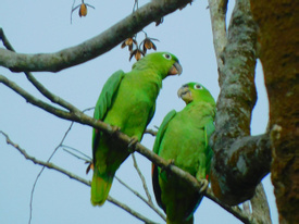 EcoGarden Birdwatching Tour 