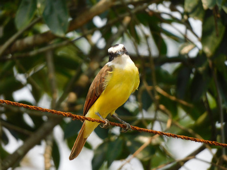 EcoGarden Birdwatching Tour 