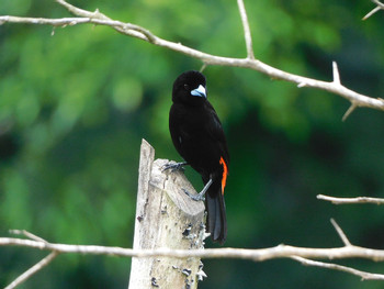 EcoGarden Birdwatching Tour 