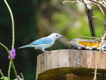 EcoGarden Birdwatching Tour 