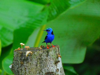 EcoGarden Birdwatching Tour 