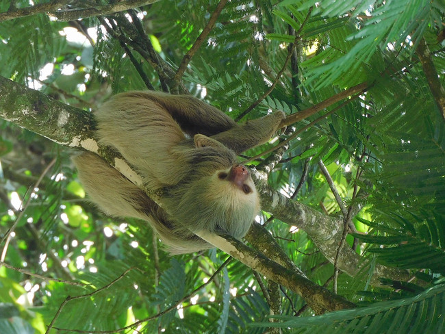 EcoGarden Combo Sloth Tour and La Fortuna Waterfall photo