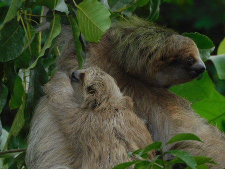 EcoGarden Sloth Tour photo 3