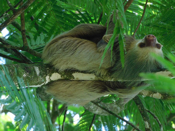 EcoGarden Sloth Tour photo 4