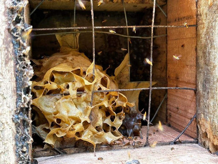 Honey Bee Garden and Passion Fruit Plantation photo 2