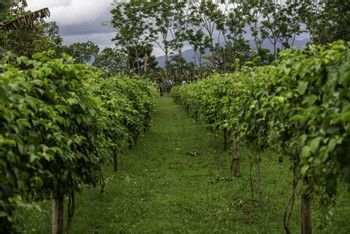 Honey Bee Garden and Passion Fruit Plantation photo 4