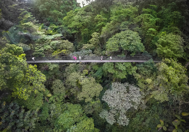 Mistico Hanging Bridges Selfguided Walk photo