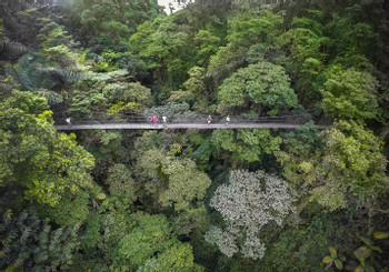 Mistico Hanging Bridges Private Birdwatching Tour photo 3