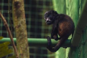 Wildlife Tour + Sloth (HDT +Sloth) photo 5