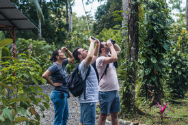 Wildlife Tour + Sloth (HDT +Sloth)