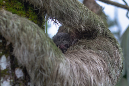 Wildlife Tour + Sloth (HDT +Sloth) photo 3