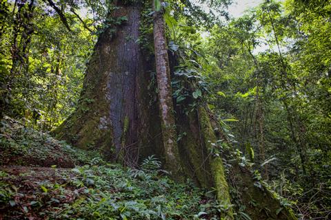 Chachagua Rain Forest Eco Lodge Costa Rica