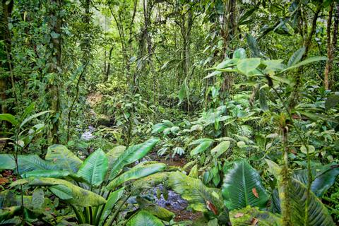 Chachagua Rain Forest Eco Lodge Costa Rica