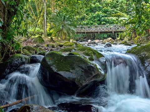 Chachagua Rain Forest Eco Lodge Costa Rica