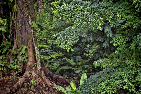 Chachagua Rain Forest Eco Lodge Costa Rica