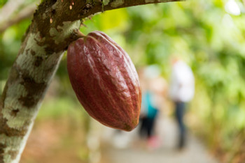 2 in 1 Safari Float and Chocolate Tour