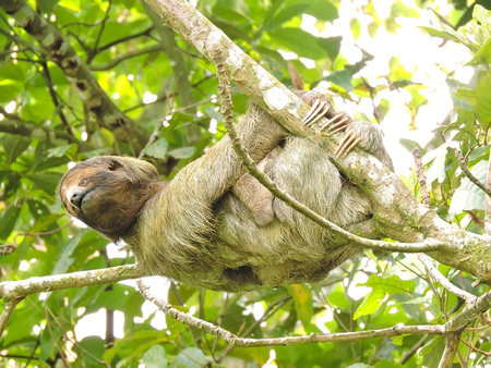 Nuevo Arenal, Costa Rica Wildlife