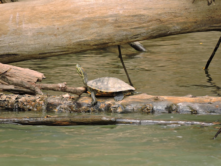 Safari flotante 4 en 1 y aguas termales Paradise photo 3