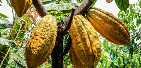 Don Juan Coffee and Chocolate Tour Arenal Costa Rica