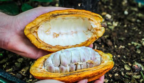 Don Juan Coffee and Chocolate Tour Arenal Costa Rica