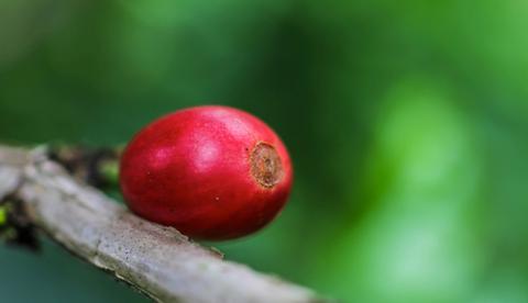Don Juan Coffee and Chocolate Tour Arenal Costa Rica