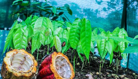 Don Juan Coffee and Chocolate Tour Arenal Costa Rica