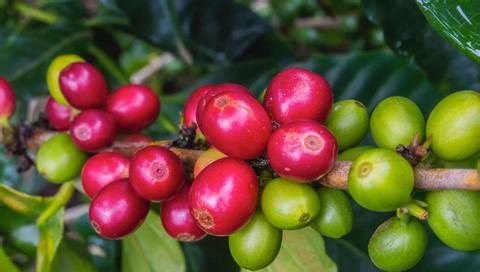 Don Juan Coffee and Chocolate Tour Arenal Costa Rica