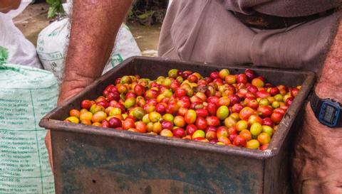 Don Juan Coffee and Chocolate Tour Arenal Costa Rica