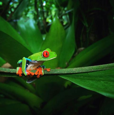 Ecocentro Danaus Night Walk Costa Rica