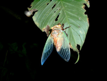 Ecocentro Danaus Night Walk photo 5