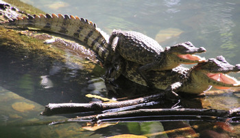 Ecocentro Danaus photo 4