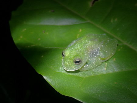 EcoGarden Arenal Night Tour photo 3