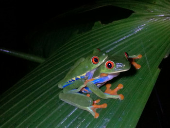 EcoGarden Arenal Night Tour photo 5