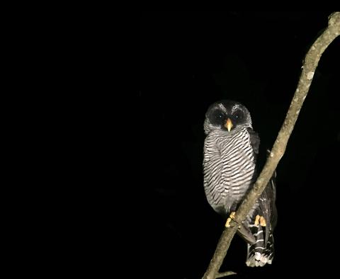 Jungle Night Walk Costa Rica